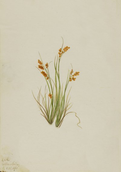 Altın Saz Carex aurea, 1921. by Mary Vaux Walcott