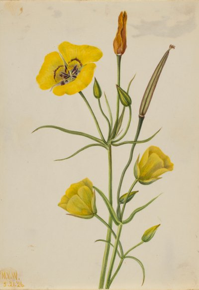  by Mary Vaux Walcott