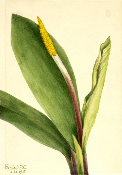  by Mary Vaux Walcott