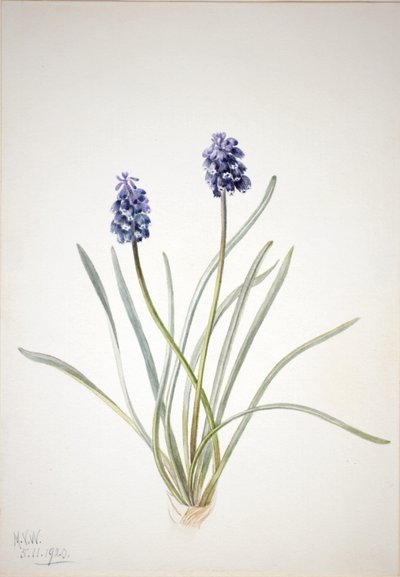 Üzüm Sümbülü (Muscari racemosum) by Mary Vaux Walcott