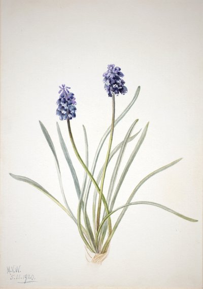 Üzüm Sümbül Muscari racemosum, 1920 by Mary Vaux Walcott