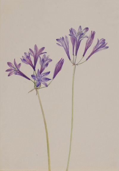 Çim Fıstığı Brodiaea laxa, 1933. by Mary Vaux Walcott