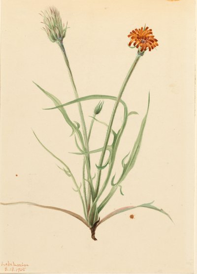  by Mary Vaux Walcott