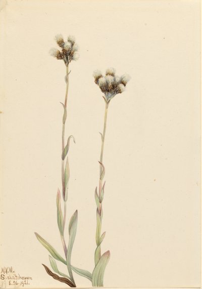  by Mary Vaux Walcott