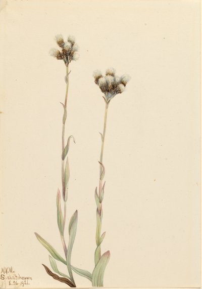 Gri Pussytoes Antennaria howellii, 1921. by Mary Vaux Walcott