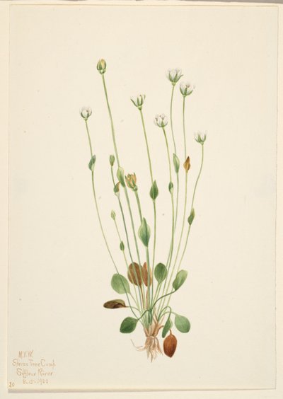  by Mary Vaux Walcott