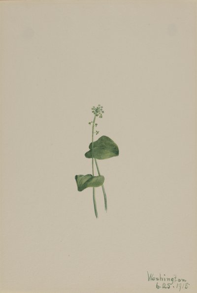  by Mary Vaux Walcott