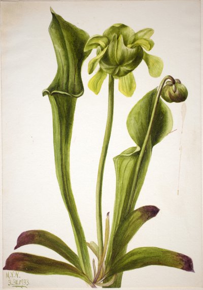 Yeşil Sürahi Bitkisi (Sarracenia orephila) by Mary Vaux Walcott