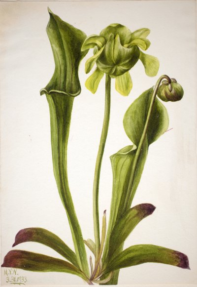 Yeşil Sürahi Bitki Sarracenia orephila, 1933. by Mary Vaux Walcott
