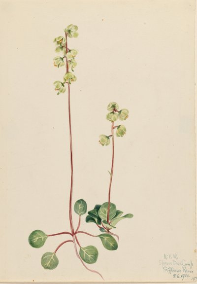  by Mary Vaux Walcott