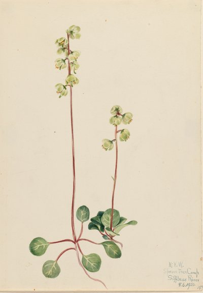 Yeşil Pyrola Pyrola chlorantha, 1920. by Mary Vaux Walcott