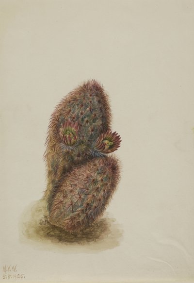  by Mary Vaux Walcott