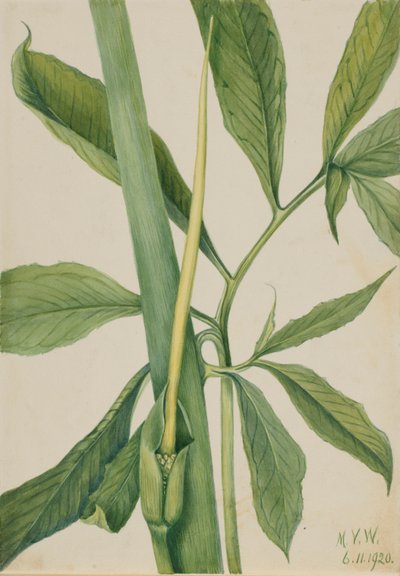  by Mary Vaux Walcott