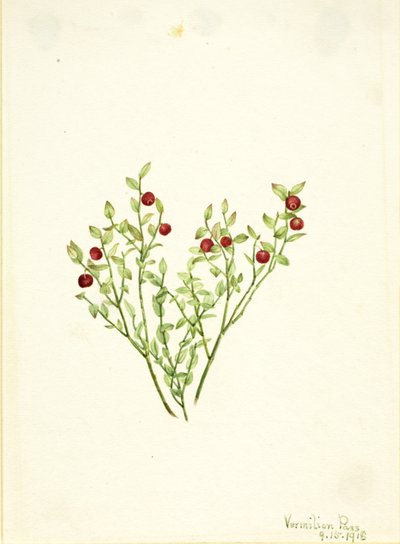  by Mary Vaux Walcott