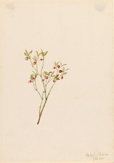 Orman Tavuğu Whortleberry Vaccinium scoparium, 1916. by Mary Vaux Walcott