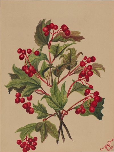 Grouseberry Viburnum americanum, 1880. by Mary Vaux Walcott