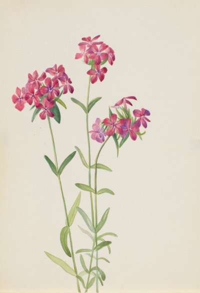 by Mary Vaux Walcott