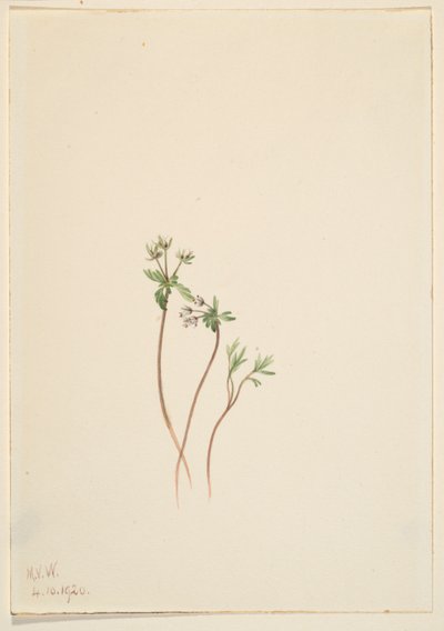  by Mary Vaux Walcott