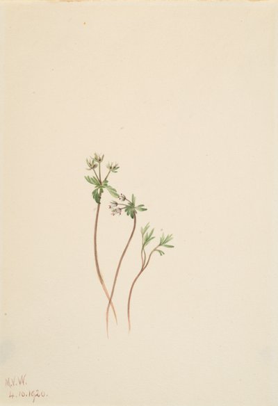 Bahar Erigenia bulbosa