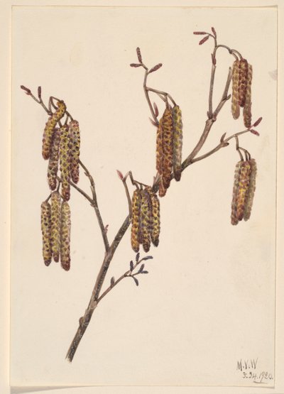  by Mary Vaux Walcott
