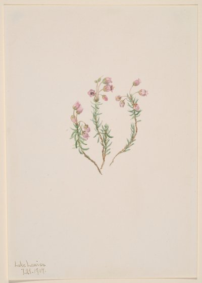  by Mary Vaux Walcott