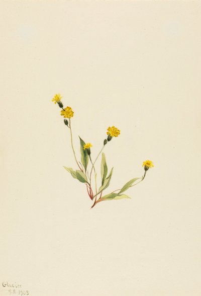  by Mary Vaux Walcott