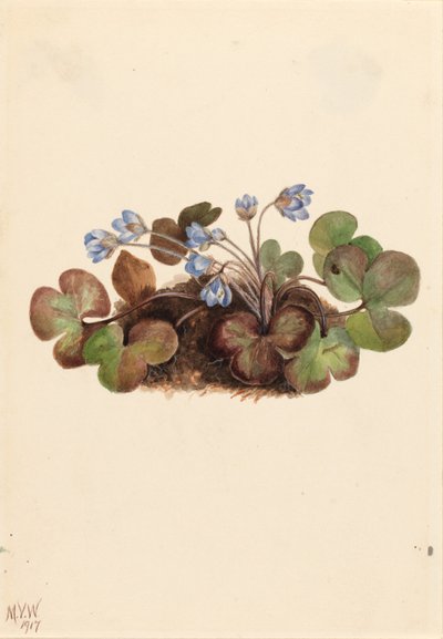  by Mary Vaux Walcott