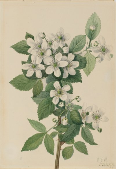  by Mary Vaux Walcott