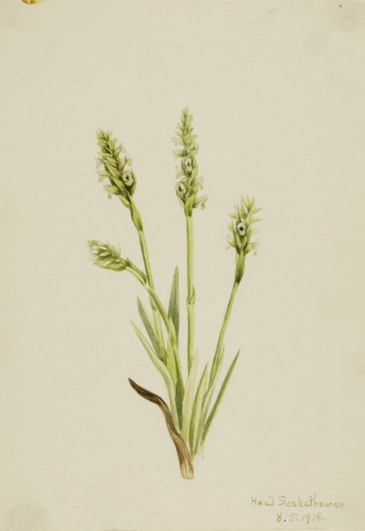  by Mary Vaux Walcott