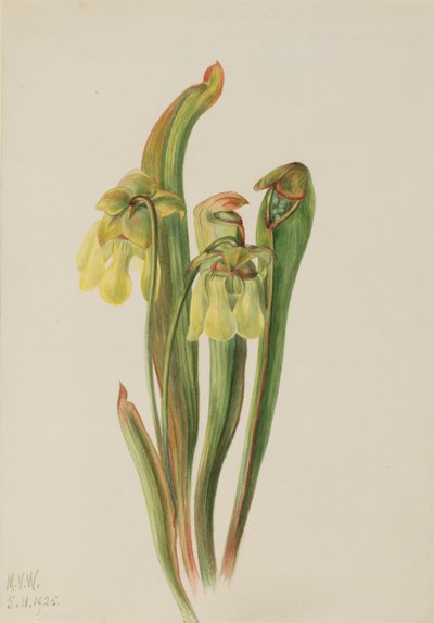 Kapüşonlu Sürahi Bitkisi (Sarracenia minor) by Mary Vaux Walcott
