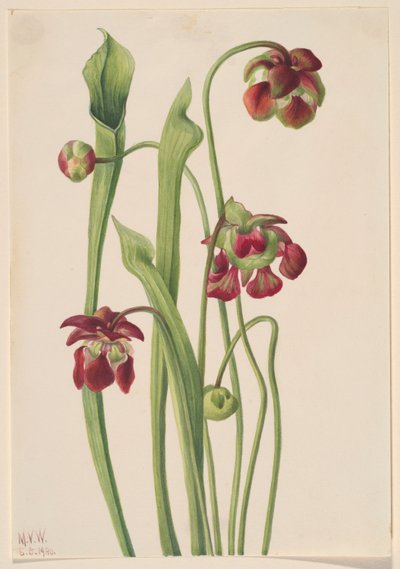  by Mary Vaux Walcott