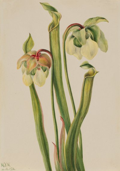 Melez Sürahi Bitki Sarracenia minör, 1930. by Mary Vaux Walcott