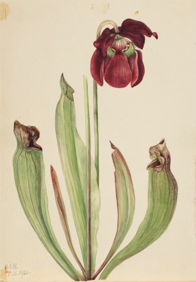 Melez Sürahi Bitki Sarracenia rubra xs purpurea venosa, 1920. by Mary Vaux Walcott