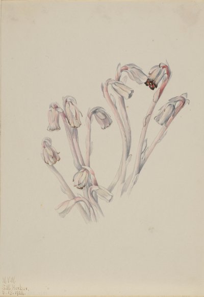  by Mary Vaux Walcott