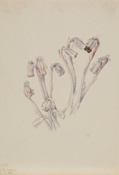 Hint Boru Monotropa uniflora, 1926. by Mary Vaux Walcott