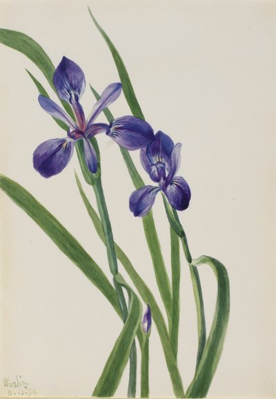 İris (İris türleri) by Mary Vaux Walcott