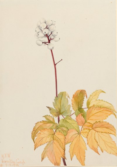  by Mary Vaux Walcott