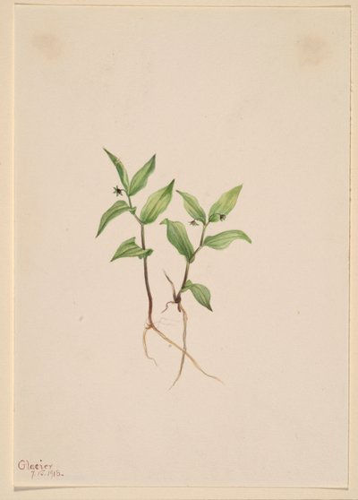  by Mary Vaux Walcott