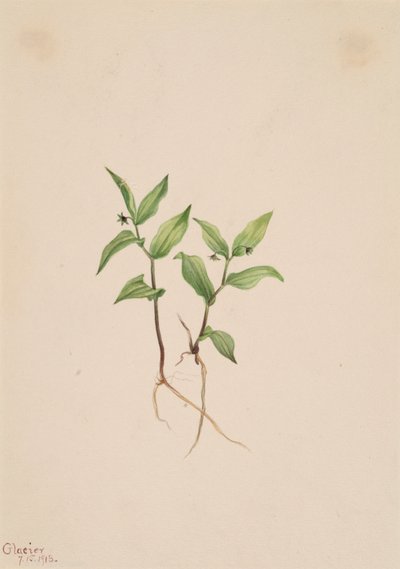 Kruhsea Kruhsea streptopoides, 1913. by Mary Vaux Walcott