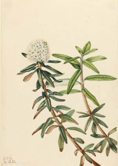  by Mary Vaux Walcott