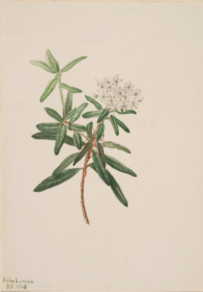  by Mary Vaux Walcott