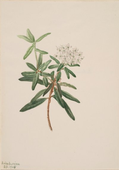 Labrador Çayı Ledum groenlandicum, 1905 by Mary Vaux Walcott