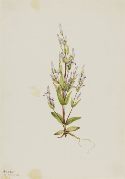 Merdiven Gentian Akut Gentian, 1916. by Mary Vaux Walcott