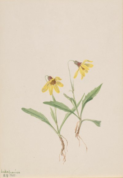  by Mary Vaux Walcott
