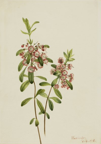  by Mary Vaux Walcott