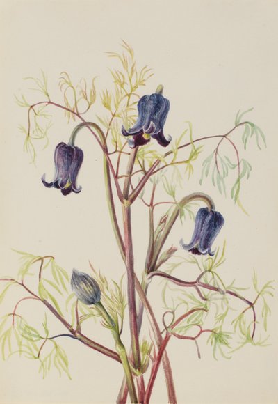  by Mary Vaux Walcott