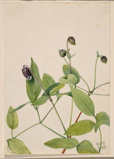  by Mary Vaux Walcott