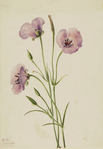  by Mary Vaux Walcott