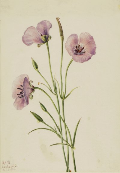 Leylak Mariposa Calochortus splendens, 1926 by Mary Vaux Walcott