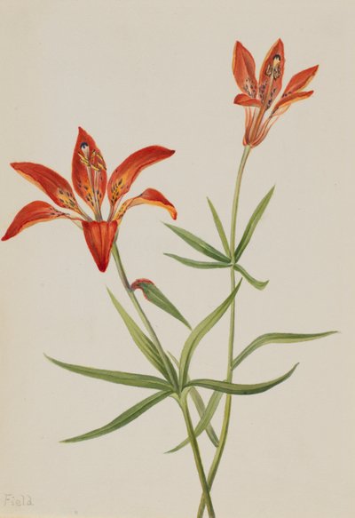  by Mary Vaux Walcott